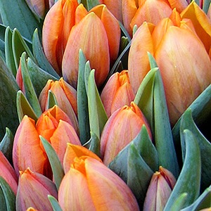 Потоки цветов: Как Florist.ru делает глобальный бизнес на розах и герберах