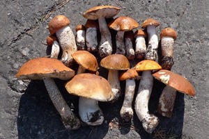 Грибы в снимках Instagram