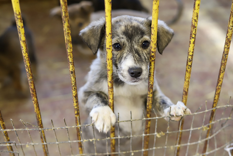 Как живет иркутский питомник и приют для животных K-9