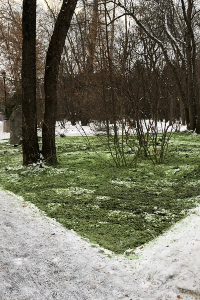 Зеленый снег в парке «Зеленая роща»