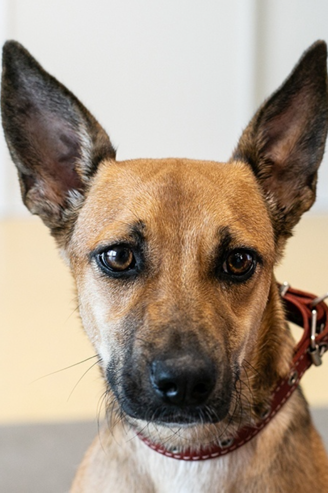 На Artplay пройдет выставка-пристройство животных из приютов