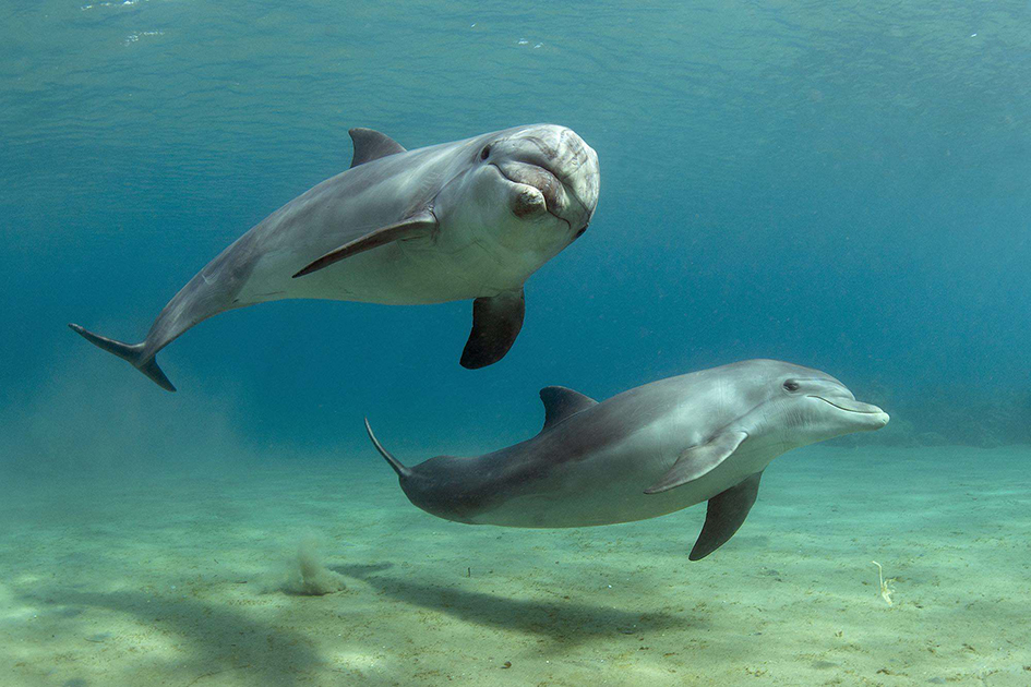 Черноморские дельфины на грани исчезновения: как спасти краснокнижных животных