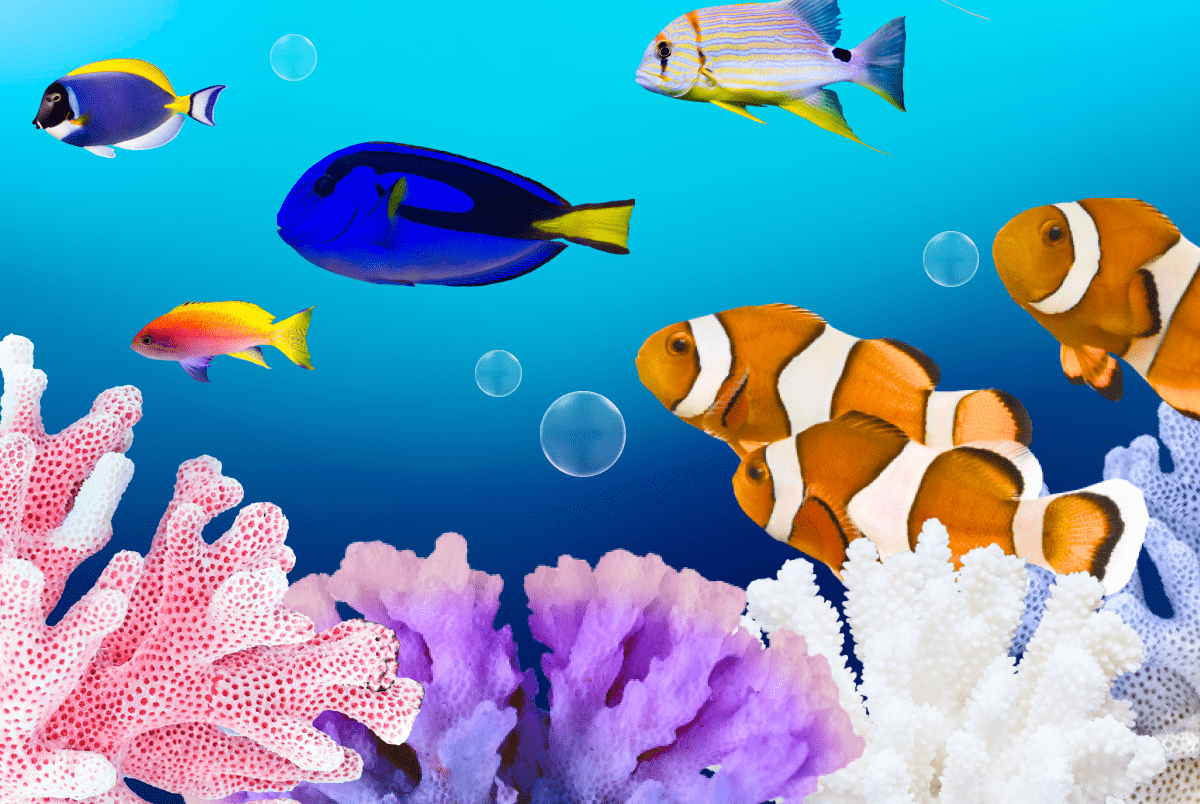 Hope значит надежда:
Как восстанавливают риф у берегов острова Сулавеси