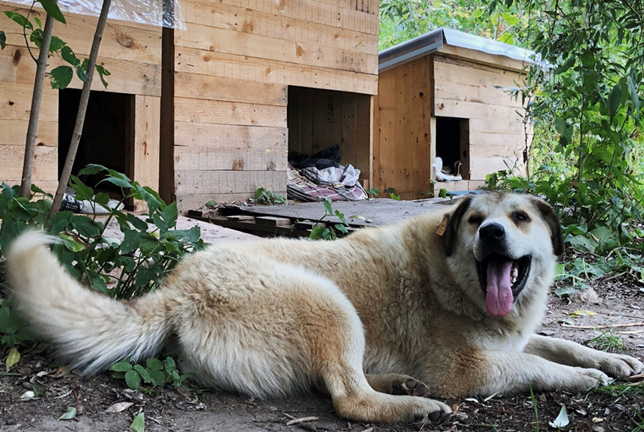 Как домики с кормушками для бездомных собак помогают обезопасить города и спасают животных от жизни в приютах