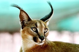 Кража кота за полмиллиона и ещё 7 громких происшествий с животными