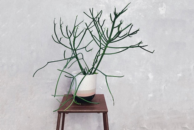 Первая зелень: Какие сервисы помогут завести растения дома