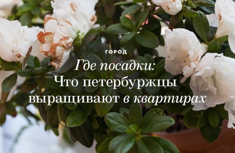 Где посадки: Что горожане выращивают на балконах и подоконниках