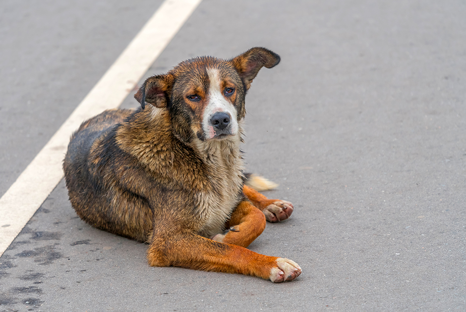 Госдума предлагает убивать уличных собак. Зоозащитники поясняют, почему эта инициатива безграмотная 