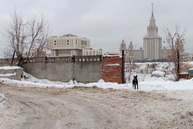 «Здесь легко получить по башке»: Как расчищают место под научную долину МГУ