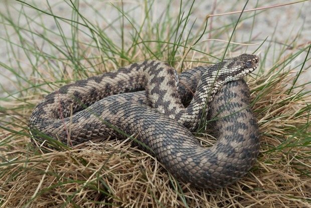 Чем опасны московские змеи и пауки?