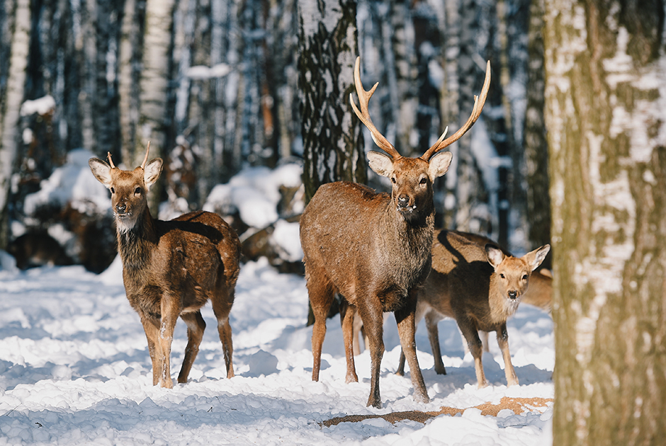 В парке «Лосиный Остров» погибли краснокнижные олени