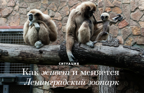 Как живёт и меняется Ленинградский зоопарк