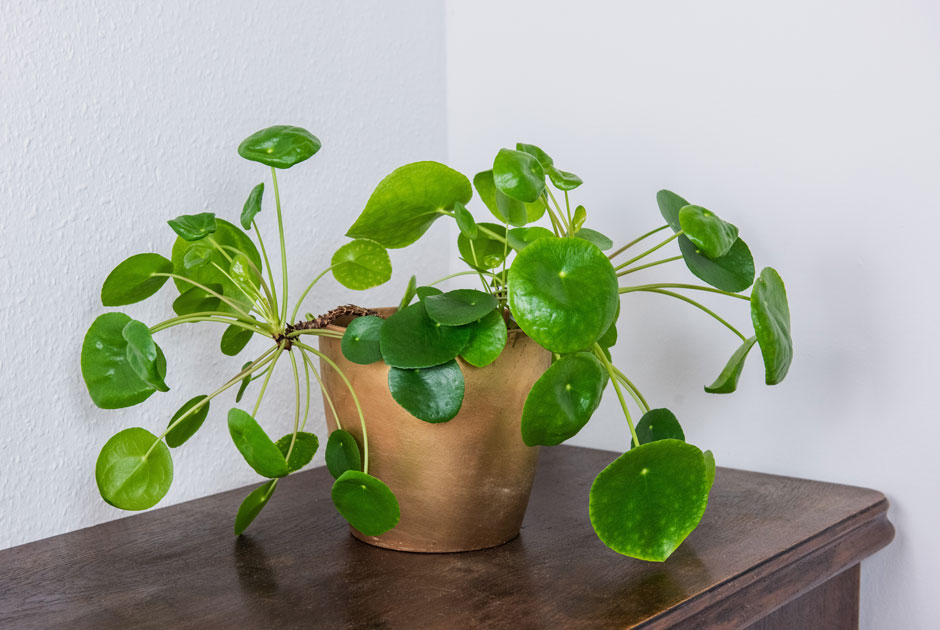 Какие домашние растения заводить новичкам и как за ними ухаживать? Советуют эксперты
