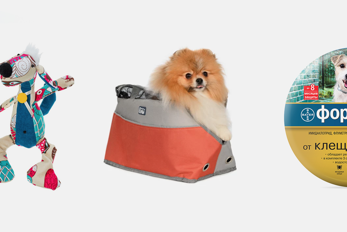 Как подготовить питомца к путешествию