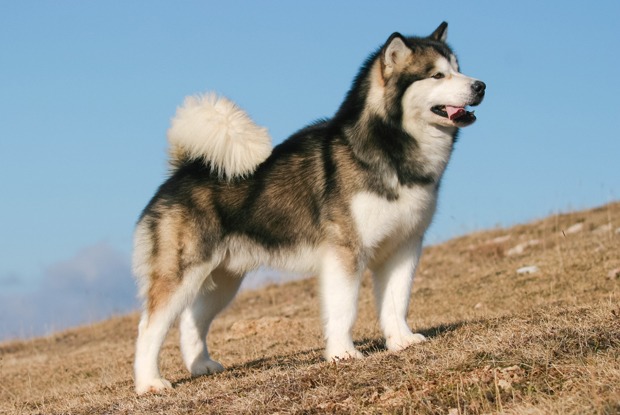 Как взять породистую собаку бесплатно
