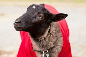 Планы на выходные: 22−24 ноября