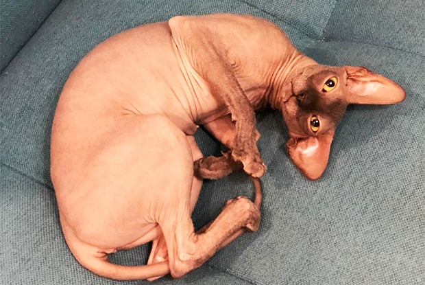 Преданный сфинкс Шишига