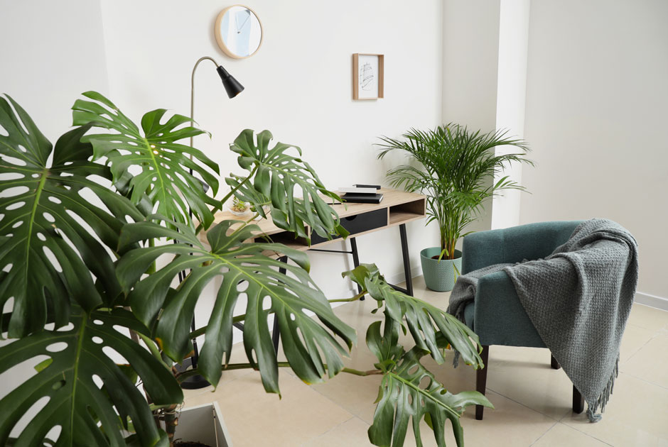 Как пересаживать комнатные растения весной и где искать новые