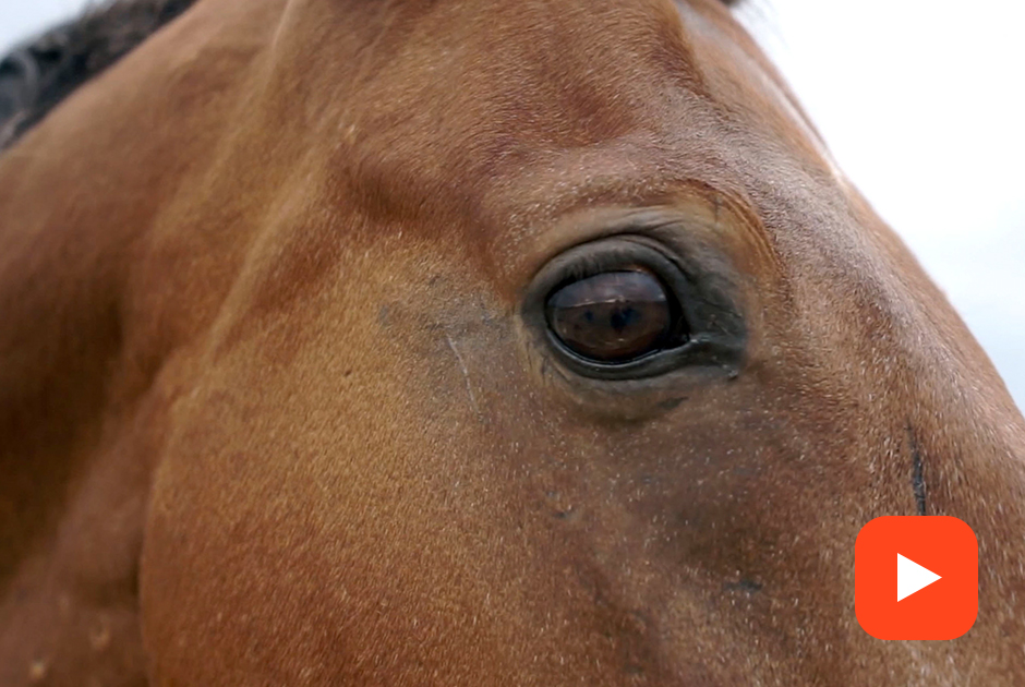 Что не так с прокатом лошадей в городских парках?