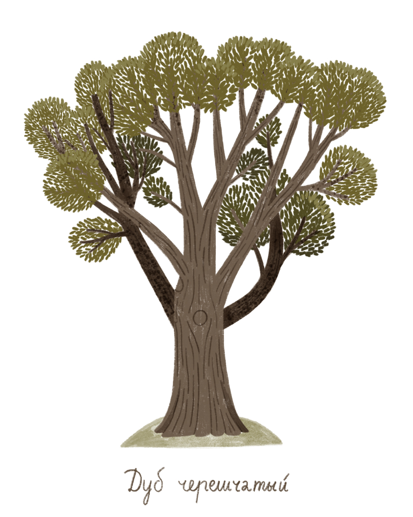 placeholder+image