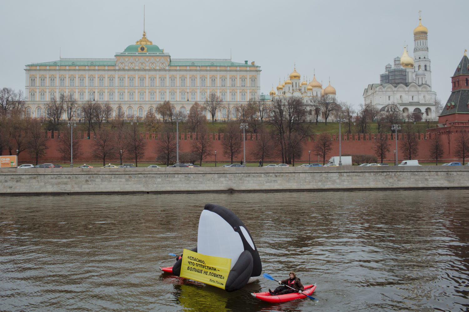 В Москве-реке задержали косатку