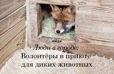 Люди в городе: Волонтёры в приюте для диких животных