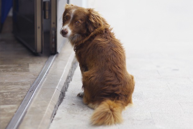 Dog friendly: Рестораны, куда пускают с животными