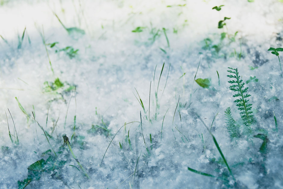 Москву накрыло «летним снегом»